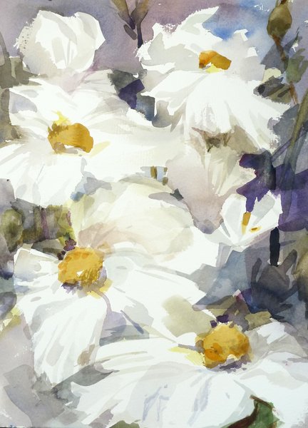 Matilija poppies