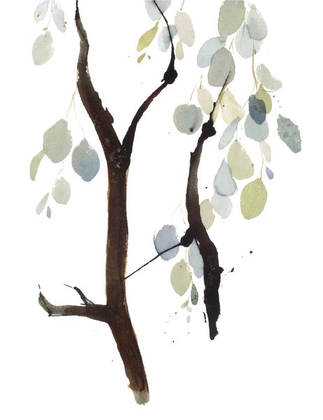 Silver Dollar Eucalypt